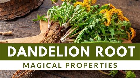Connecting with Nature Spirits through Dandelion Magick